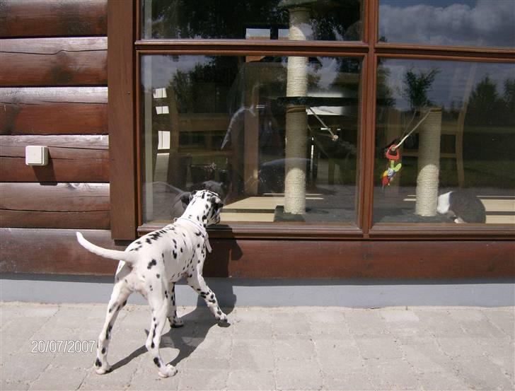 Dalmatiner Bella (potte) billede 5