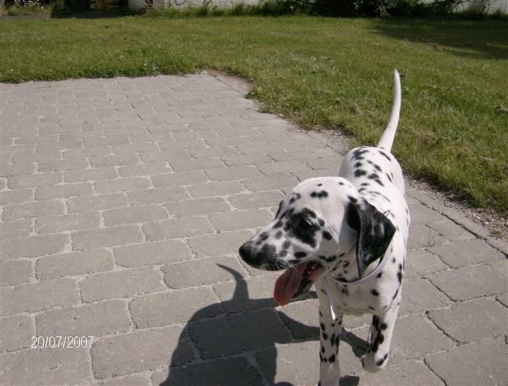 Dalmatiner Bella (potte) billede 6