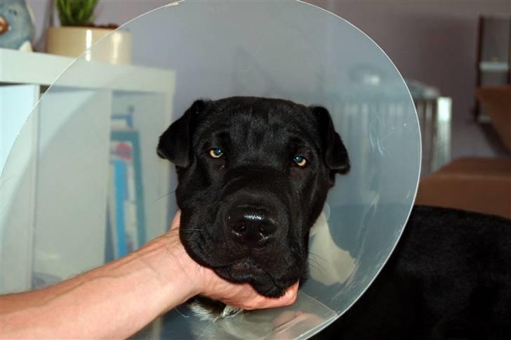 Blanding af racer Buddy - med skærm.. billede 10