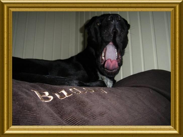 Blanding af racer Buddy - Nøøøøj, jeg er glad for min nye kurv! billede 11