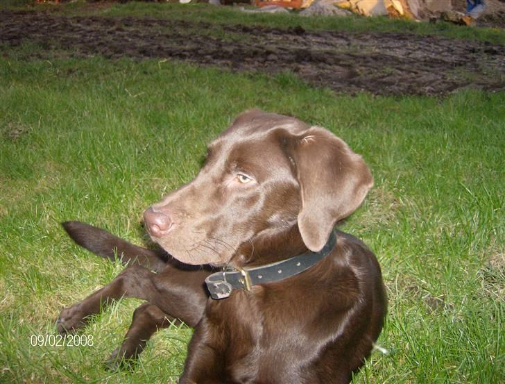 Labrador retriever Hugo billede 1