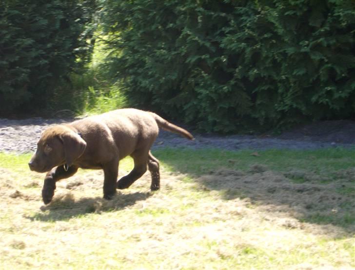 Labrador retriever Hugo billede 2