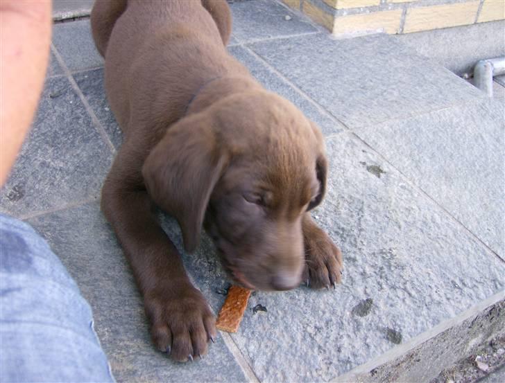 Labrador retriever Hugo billede 3