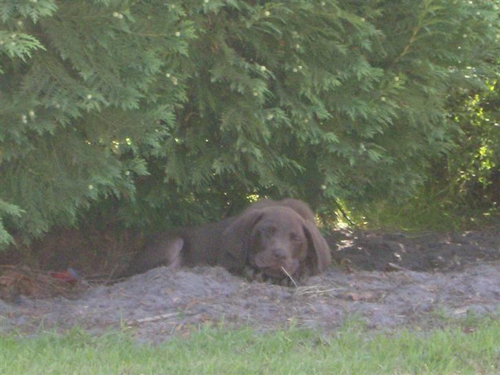 Labrador retriever Hugo billede 5