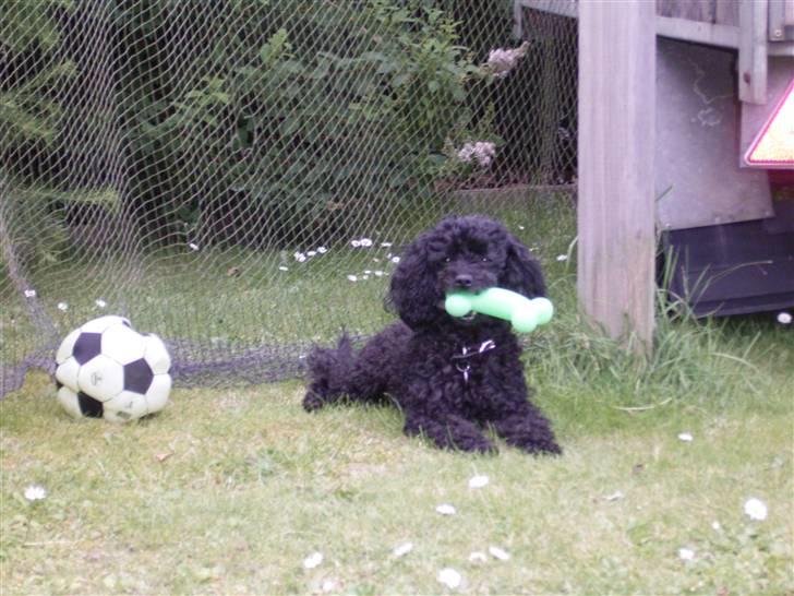 Dværgpuddel Tarzan - SE!! Jeg har fundet et grønt kødben! billede 15