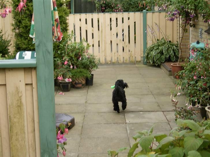 Dværgpuddel Tarzan - Wrruuuuum! Jeg er hurtig som lynet! :b billede 16