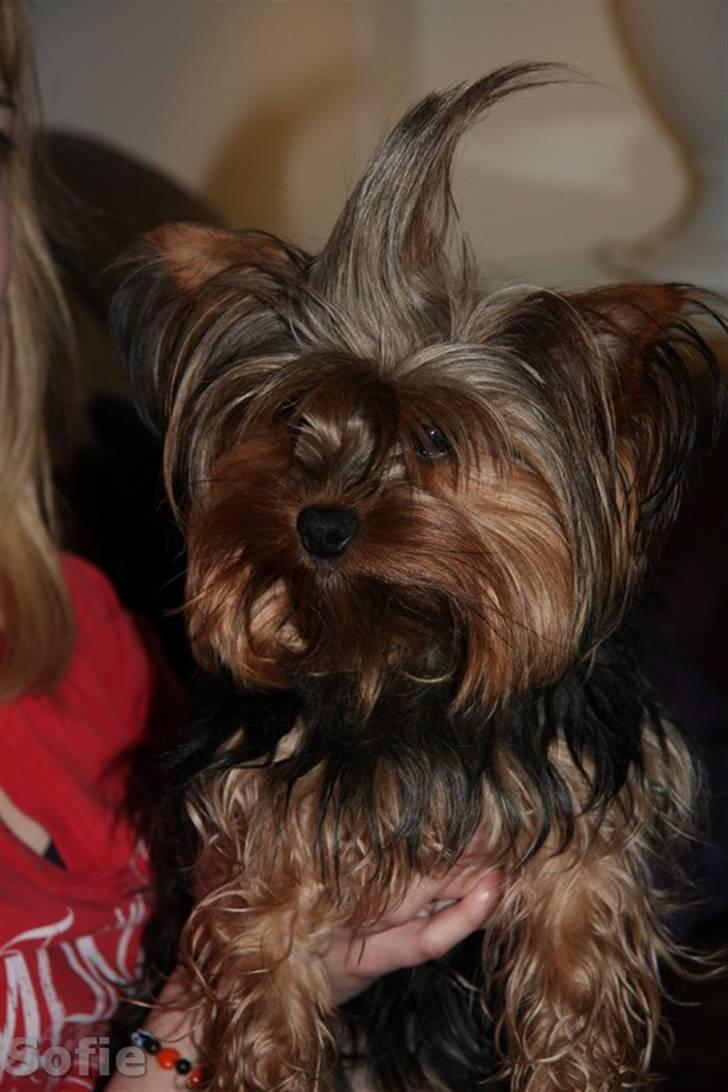 Yorkshire terrier Sofie - Foto; Sissel billede 2