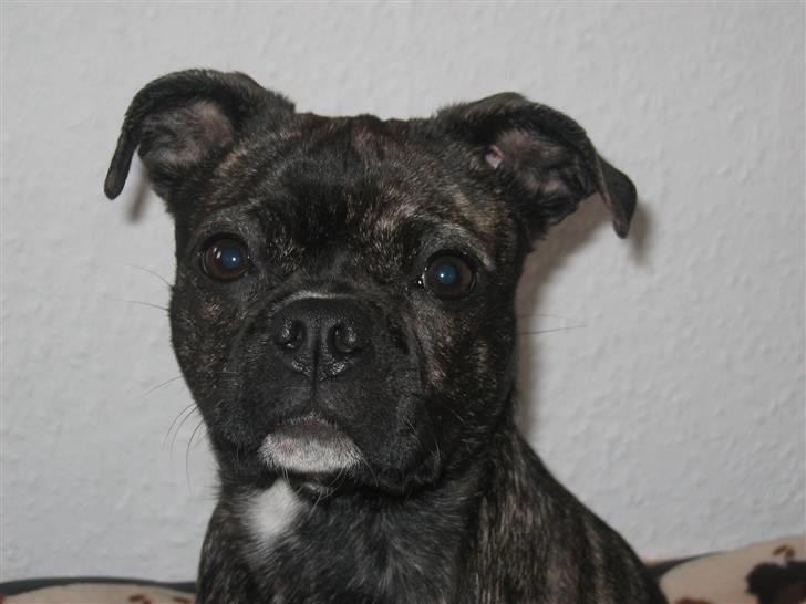 Blanding af racer Betty billede 17