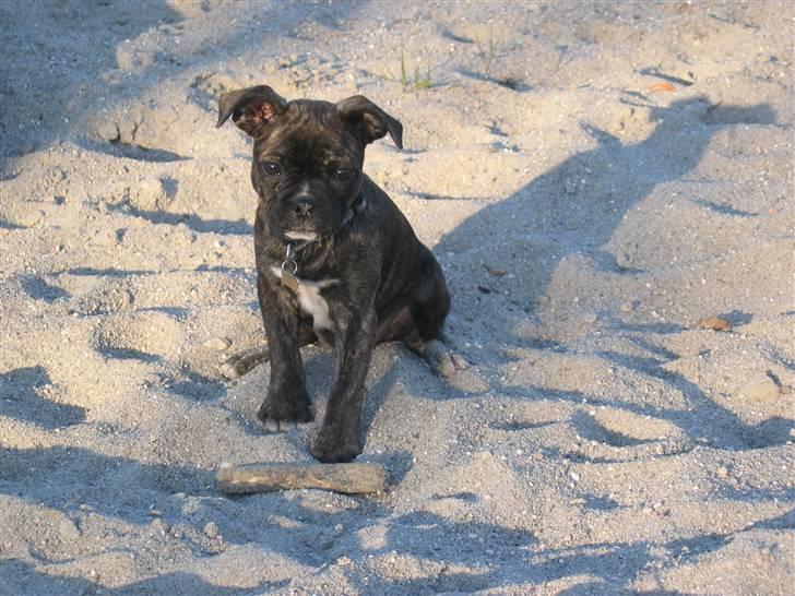 Blanding af racer Betty billede 18