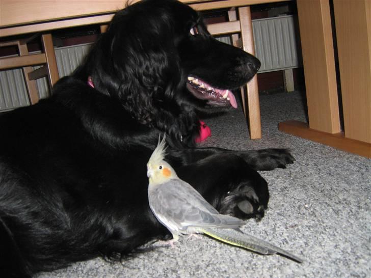 Labrador retriever Stella - Fuglen elsker at hygge sammen med Stella billede 15