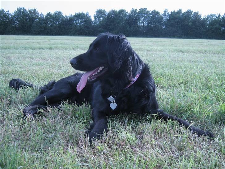 Labrador retriever Stella - Puha det er hårdt. billede 16