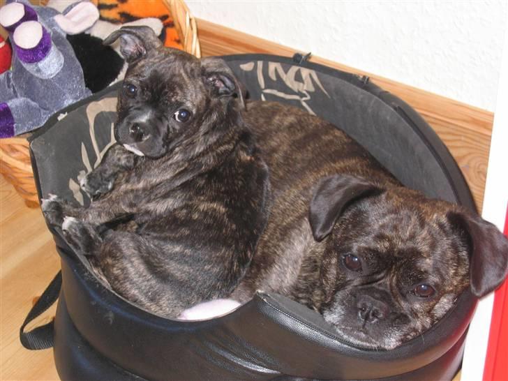 Blanding af racer Betty billede 19