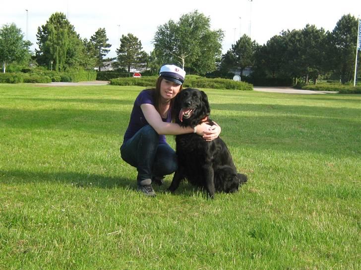 Labrador retriever Stella billede 17