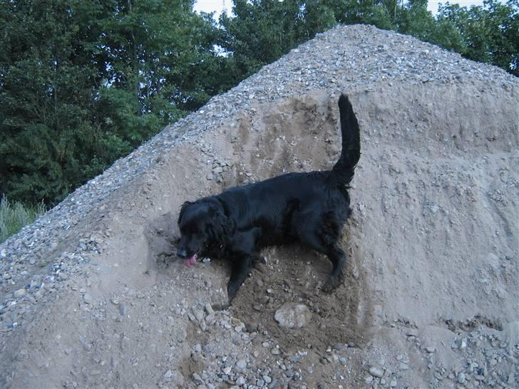 Labrador retriever Stella - Så går det ned af igen, og sandet glider jo :O :P billede 18