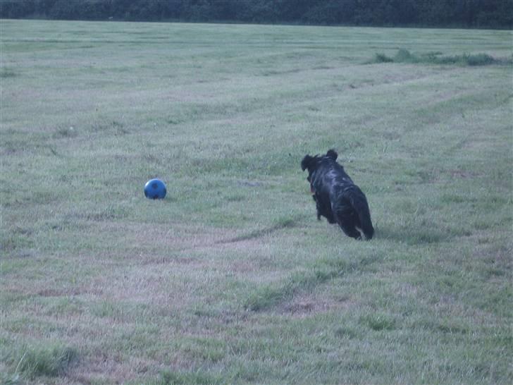 Labrador retriever Stella - Eeefter den :P billede 19