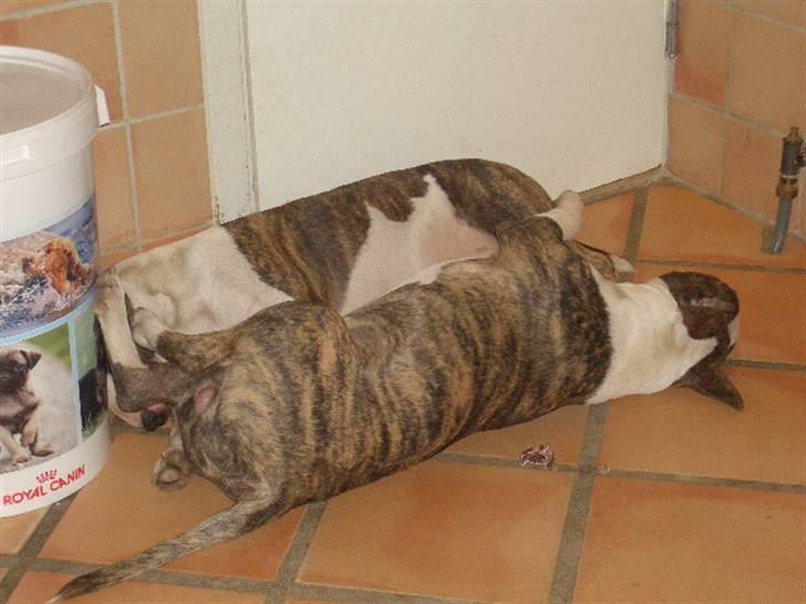 Bullterrier Ecko c",) - Kamp om Gulvvarmen 23 Dec 07 billede 11