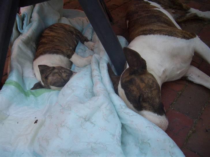 Bullterrier Ecko c",) - Ja Ja, Ecko har stjålet tæppet. billede 14