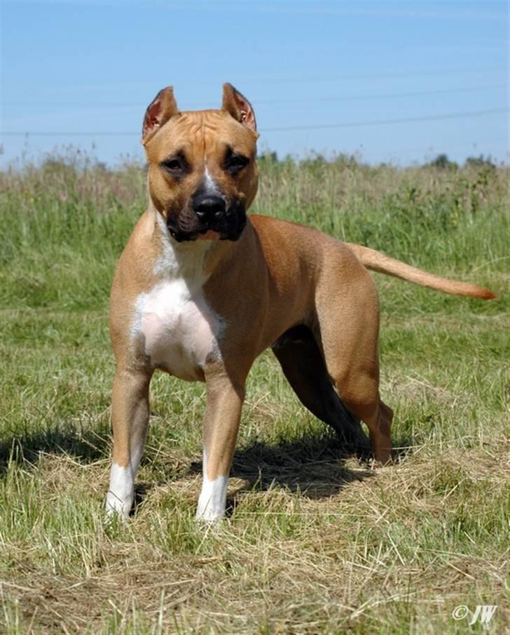 Amerikansk staffordshire terrier Frida - Lækre hund.. billede 9