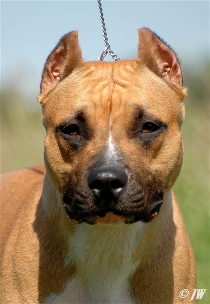 Amerikansk staffordshire terrier Frida - Smuksak billede 10