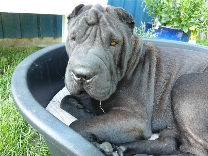 Shar pei sharon billede 1