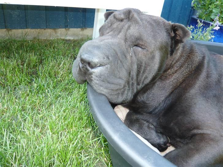 Shar pei sharon billede 2