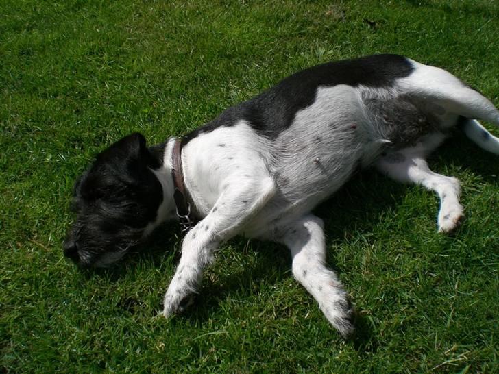 Jack russell terrier Bell - bell spiller død.. billede 15