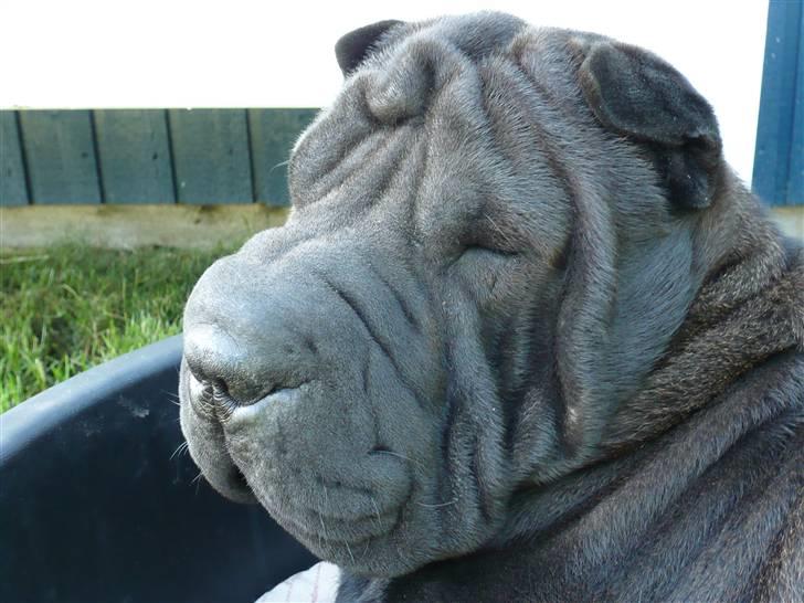 Shar pei sharon billede 3