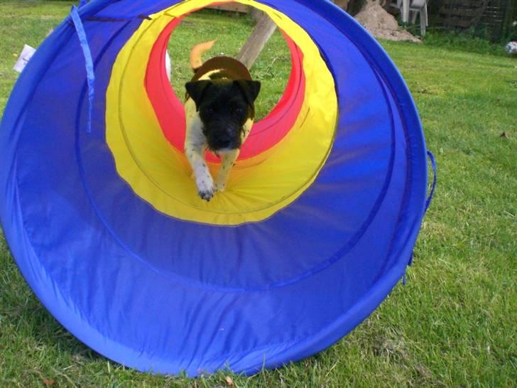Jack russell terrier Bell - bell kommer igemmen tunnlen billede 17