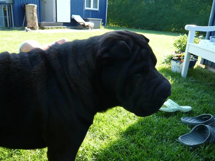 Shar pei sharon billede 4