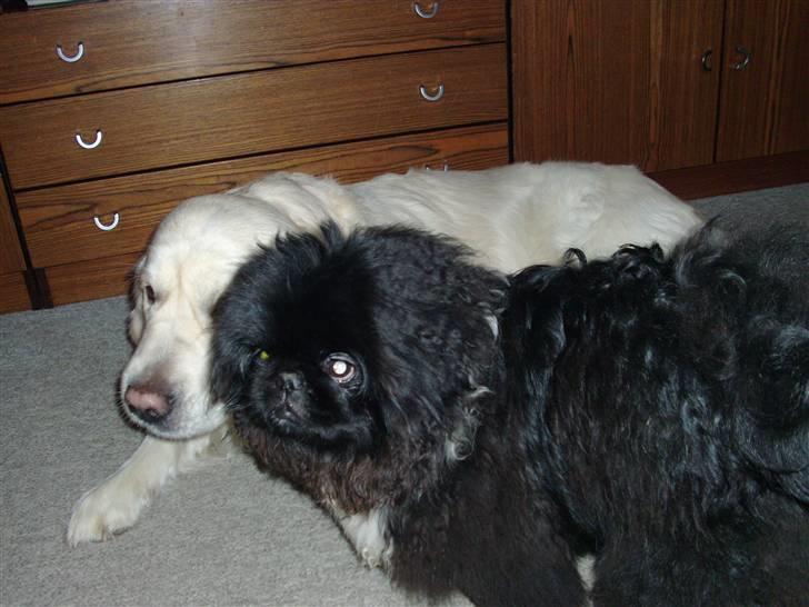 Pekingeser Max - elsker at slappe a med sin bedste ven anton billede 5