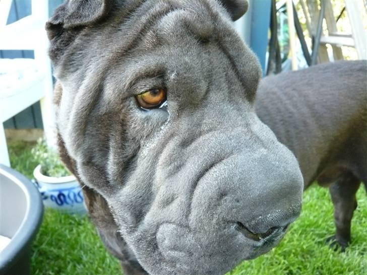 Shar pei sharon billede 5