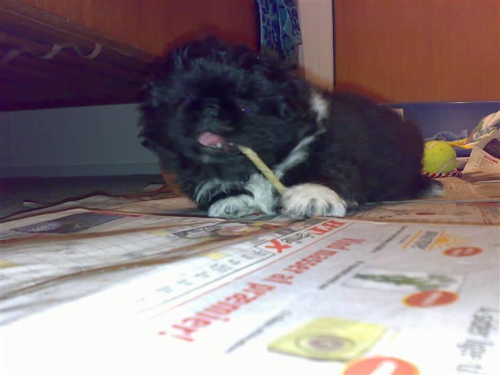 Pekingeser Max - første tyggeben ..heh... billede 6