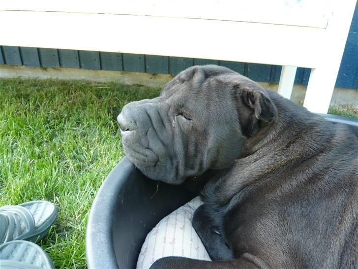 Shar pei sharon billede 6
