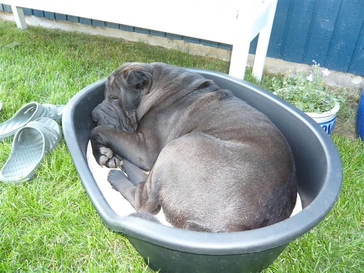 Shar pei sharon billede 7