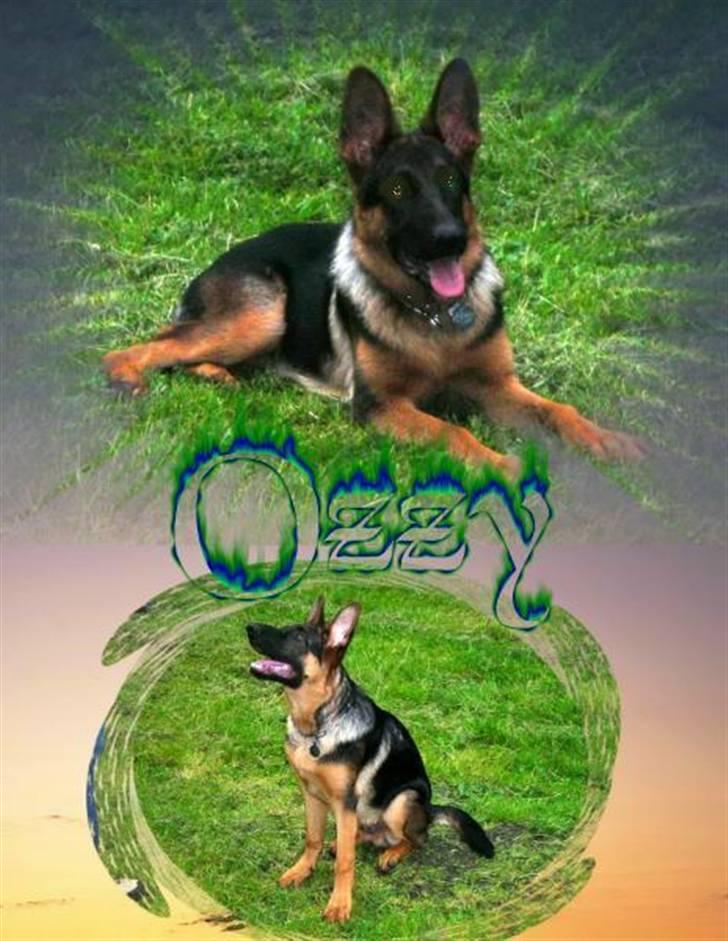 Schæferhund Ozzy - tina tager billeder af mig til træning billede 10