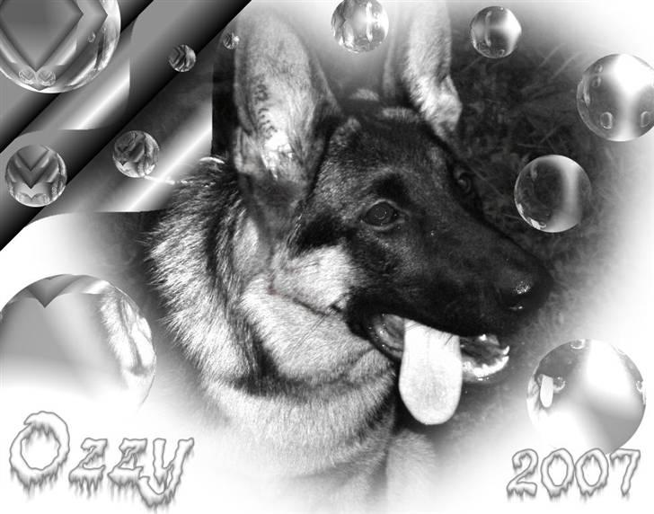 Schæferhund Ozzy - jeg er ret fotogen hva billede 11