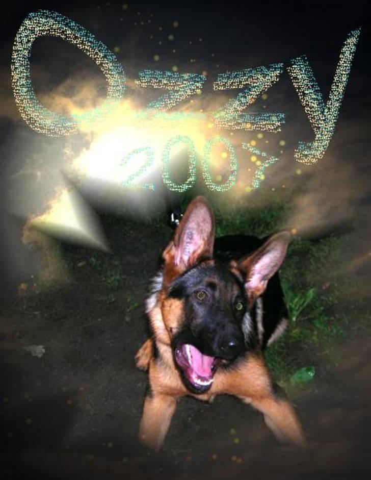Schæferhund Ozzy - Ozzy ja det er mit navn og det er jeg stolt af billede 12