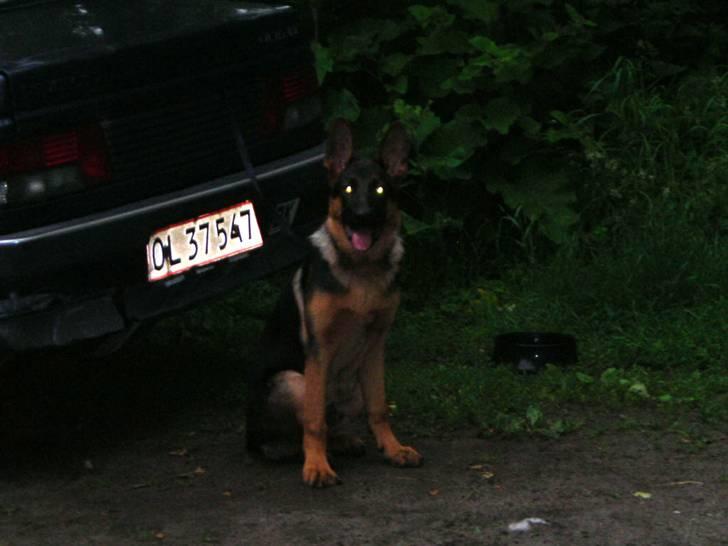 Schæferhund Ozzy - Uuh mine øjne lyser jeg får en vision billede 13