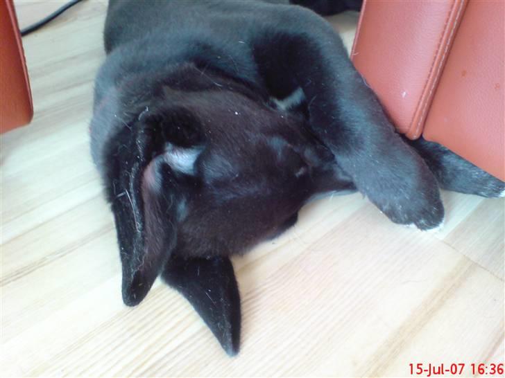 Blanding af racer Kandi billede 8