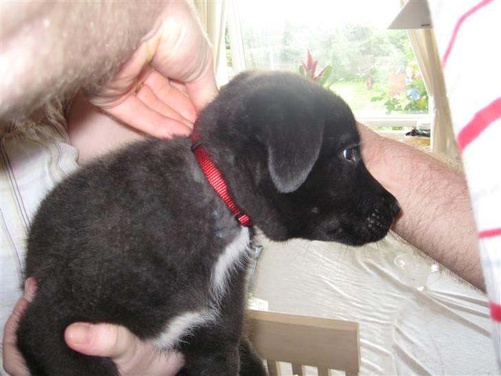 Blanding af racer Kandi billede 9