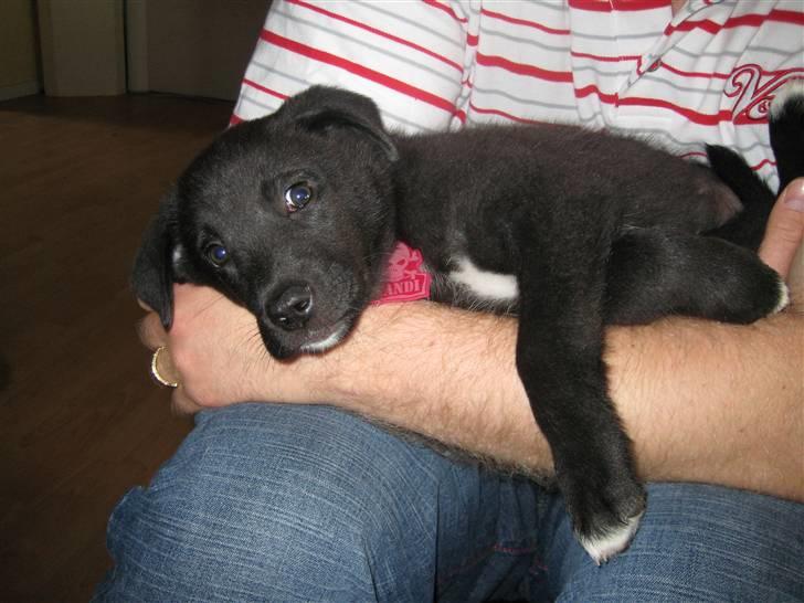 Blanding af racer Kandi billede 10