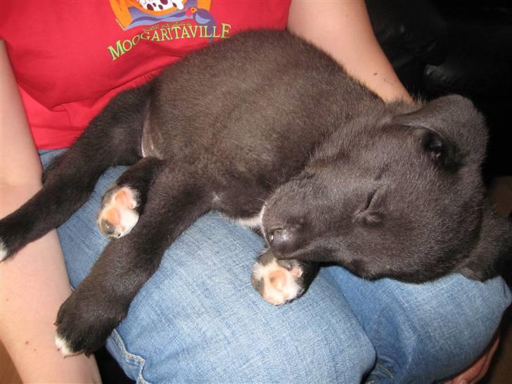 Blanding af racer Kandi billede 11