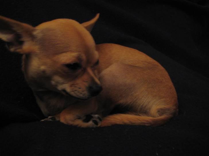 Chihuahua Gucci billede 9