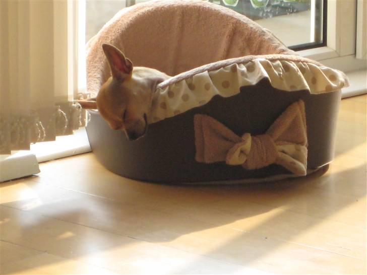 Chihuahua Gucci billede 11