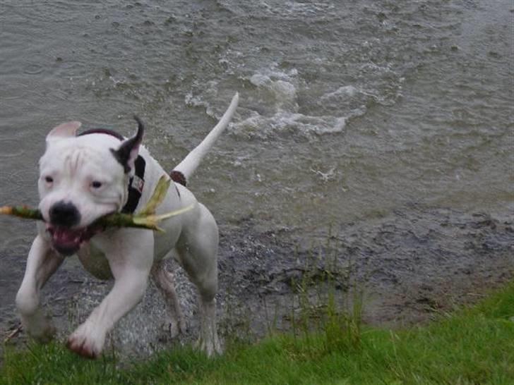 Amerikansk bulldog congo billede 1