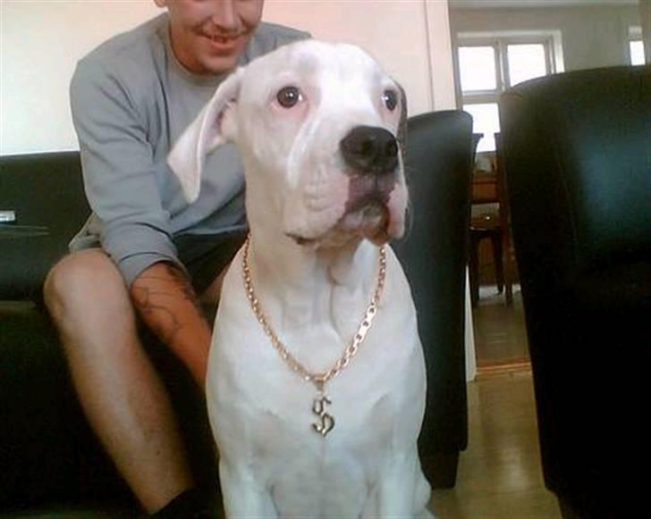 Amerikansk bulldog congo billede 2