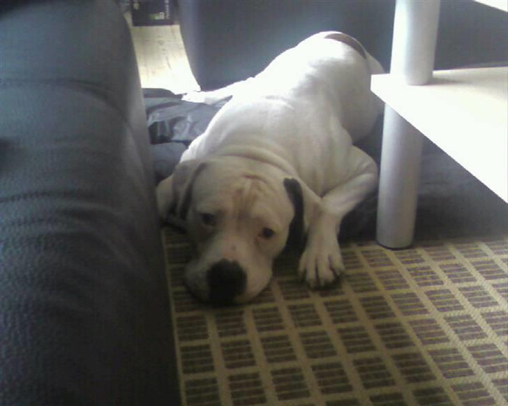 Amerikansk bulldog congo billede 3