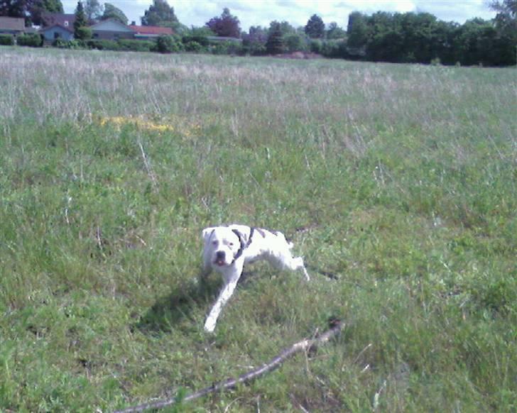 Amerikansk bulldog congo billede 4