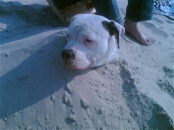 Amerikansk bulldog congo billede 5