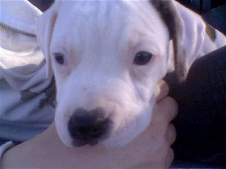 Amerikansk bulldog congo billede 6